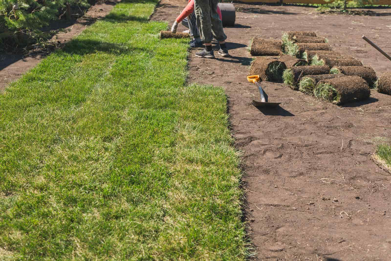 new sod installation in-process with nicely rows in Edinburg Texas
